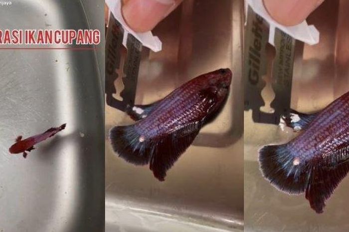 Penyebab Ikan Cupang Kutilan. Ada Kutil di Sirip, Pria Ini Lakukan Operasi Pada Ikan Cupangnya Pakai Sebuah Silet, Videonya pun Viral