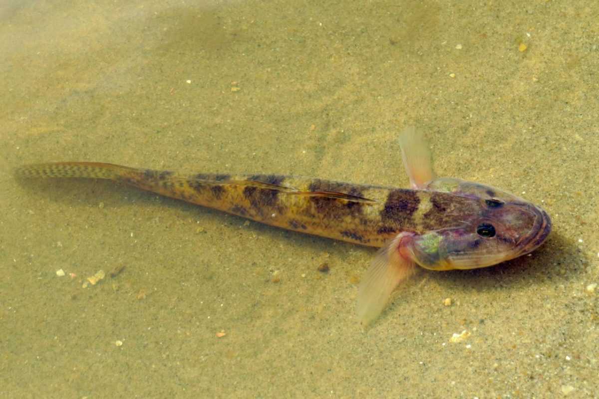 Kenapa Namanya Ikan. Alasan Ikan Kutuk untuk Makanan Pasca Operasi