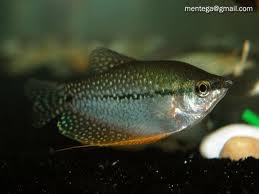 Kenapa Dinamakan Ikan Teri. Indonesia - Teri, Malaysia - Bilis