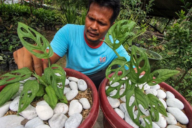 Kenapa Janda Bolong Mahal. Laku Sampai Rp100 Juta, Ini Alasan Kenapa Harga Janda Bolong Mahal Banget