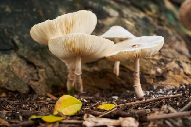 Kenapa Namanya Zygomycota. Kingdom Fungi: Pengertian, Struktur, Klasifikasi & Ciri Umum