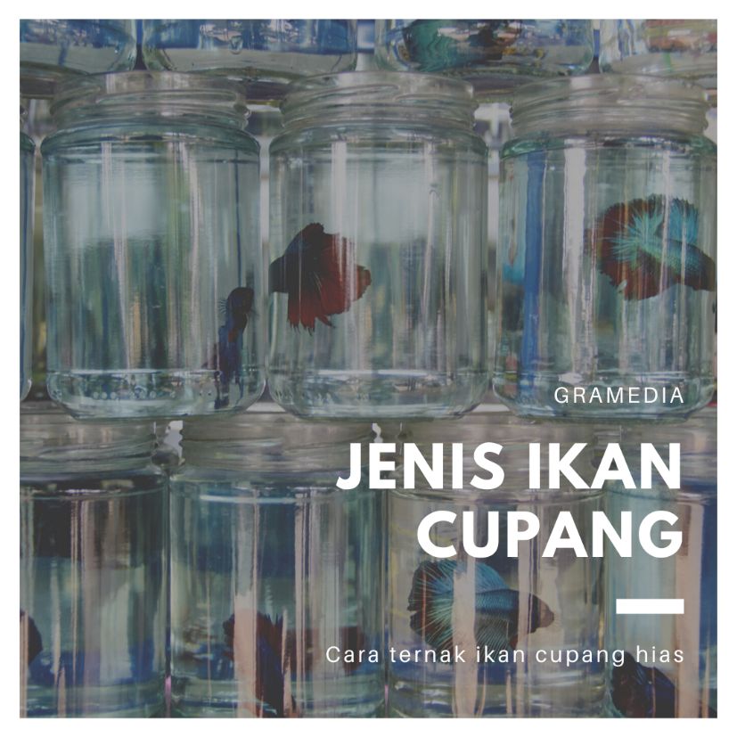 Nama Ikan Cupang Warna Hijau. Jenis Ikan Cupang Yang Mahal dan Harganya