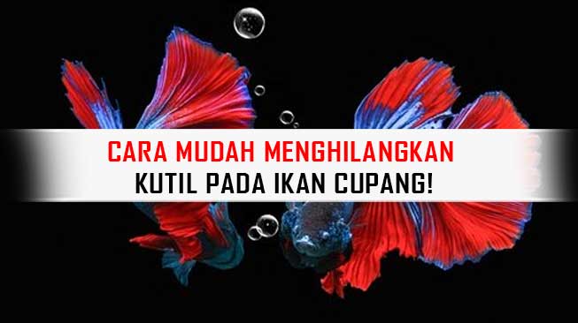 Penyebab Ikan Cupang Kutilan. Cara Mudah Menghilangkan Kutil Pada Ikan Cupang!