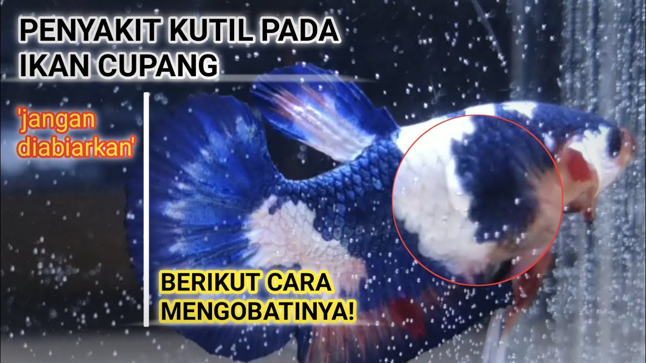 Penyebab Ikan Cupang Kutilan. Cara Mengobati Ikan Cupang Yang Terkena Kutil