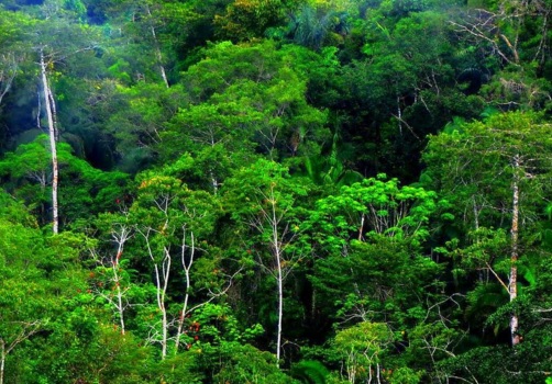 Nama Hutan Hujan Tropis Di Indonesia. 6 Ciri Ciri Hutan Hujan Tropis di Indonesia dan Persebarannya