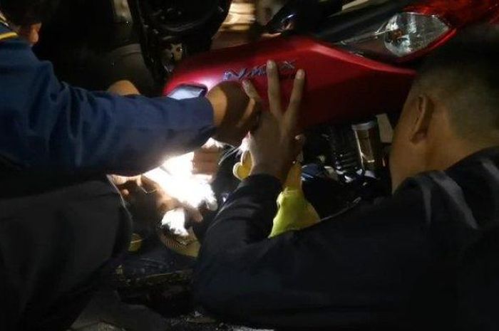 Modifikasi Nmax Gresik. Kucing Nongol Dari Yamaha NMAX Milik Pemotor Asal Gresik, Petugas Damkar Langsung Bantu