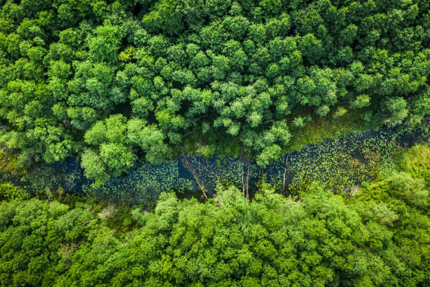 Mengapa Hutan Hujan Tropis Banyak. Apa itu Hutan Hujan Tropis?