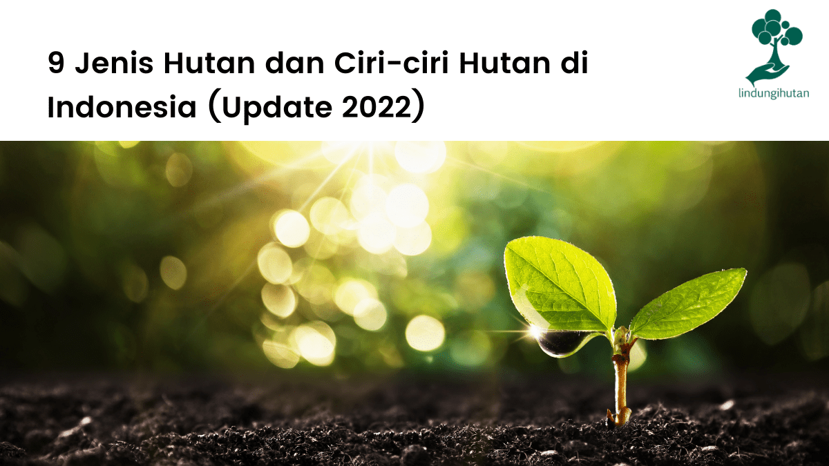 Mengapa Hutan Hujan Tropis Dihuni Oleh Banyak Flora Dan Fauna. 9 Jenis Hutan dan Ciri-ciri Hutan di Indonesia (Update 2022)