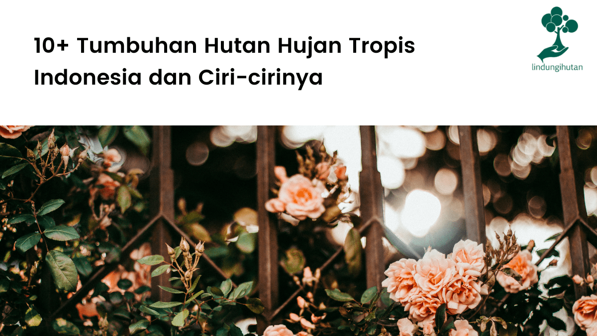 Nama Hutan Hujan Tropis Di Indonesia. 10+ Tumbuhan Hutan Hujan Tropis Indonesia dan Ciri-cirinya