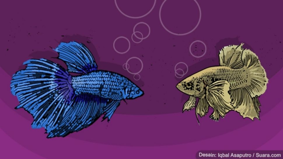 Kenapa Ikan Cupang Jantan Membuat Gelembung. 4 Penyebab Gelembung Ikan Cupang Lengkap Penjelasan Fungsinya