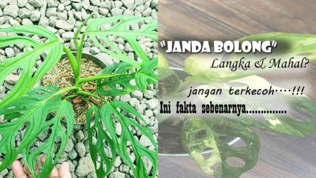 Kenapa Janda Bolong Mahal. Kenapa JANDA BOLONG Mahal Harganya? Miris !!! Berikut Fakta yang Sebenarnya !!!