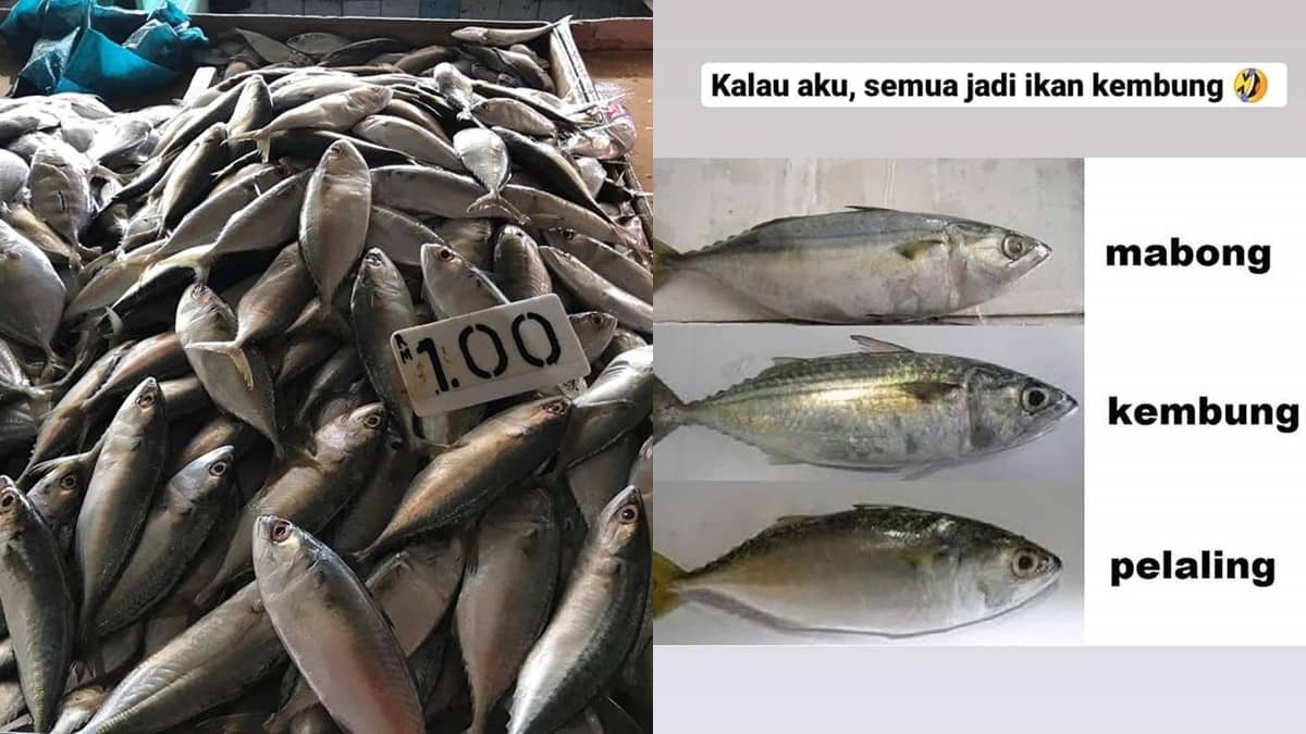 Nama Ikan Kembung Di Sabah. Selalu Tertukar, Ini Cara Mudah Bezakan Ikan Kembung, Mabong dan Pelaling